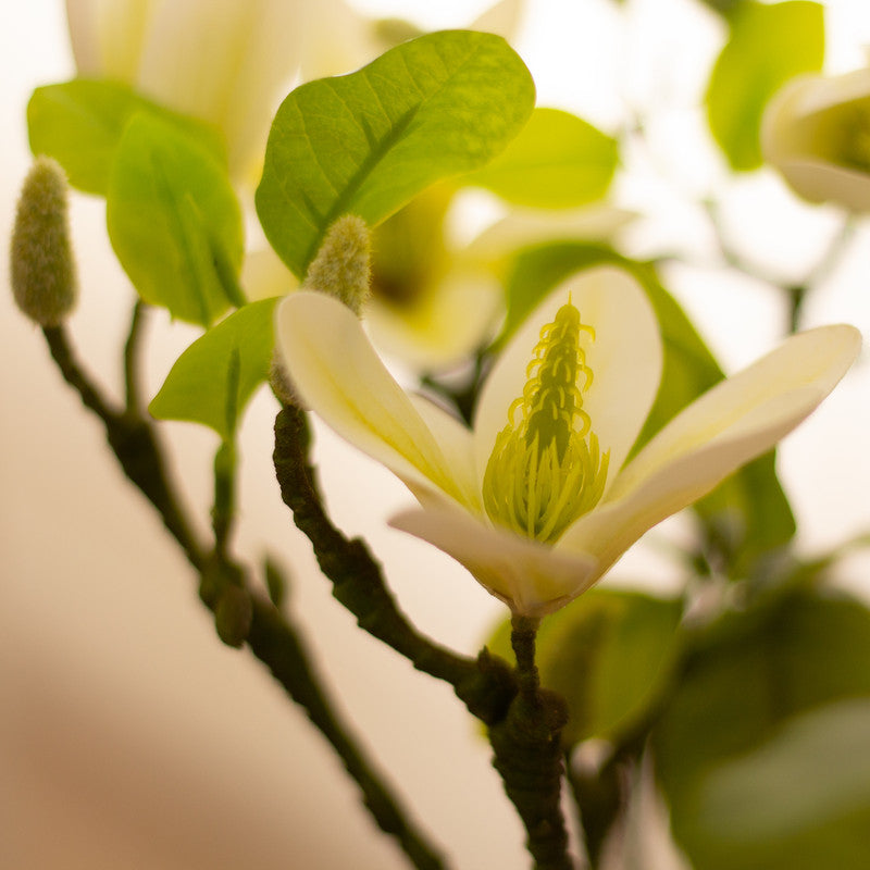 70cm Real Touch Magnolia Tree Cream